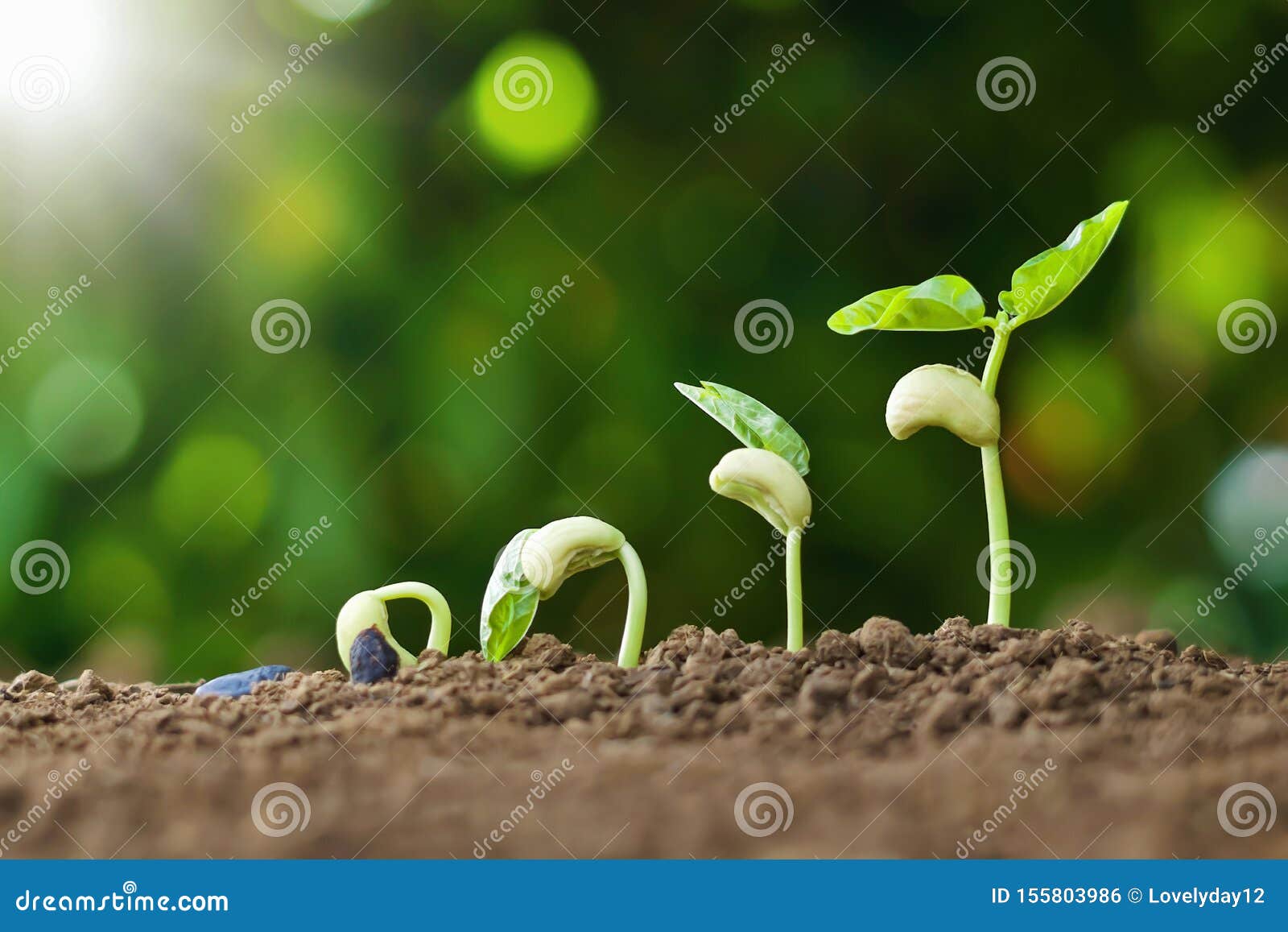 planting seed grow step concept in garden and sunlight. agriculture idea