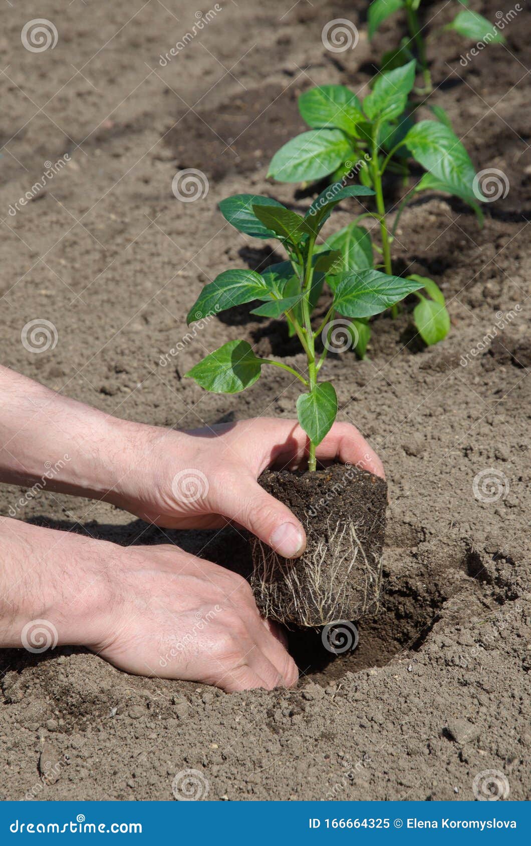 bell pepper seedlings not growing bell pepper seedlings not growing