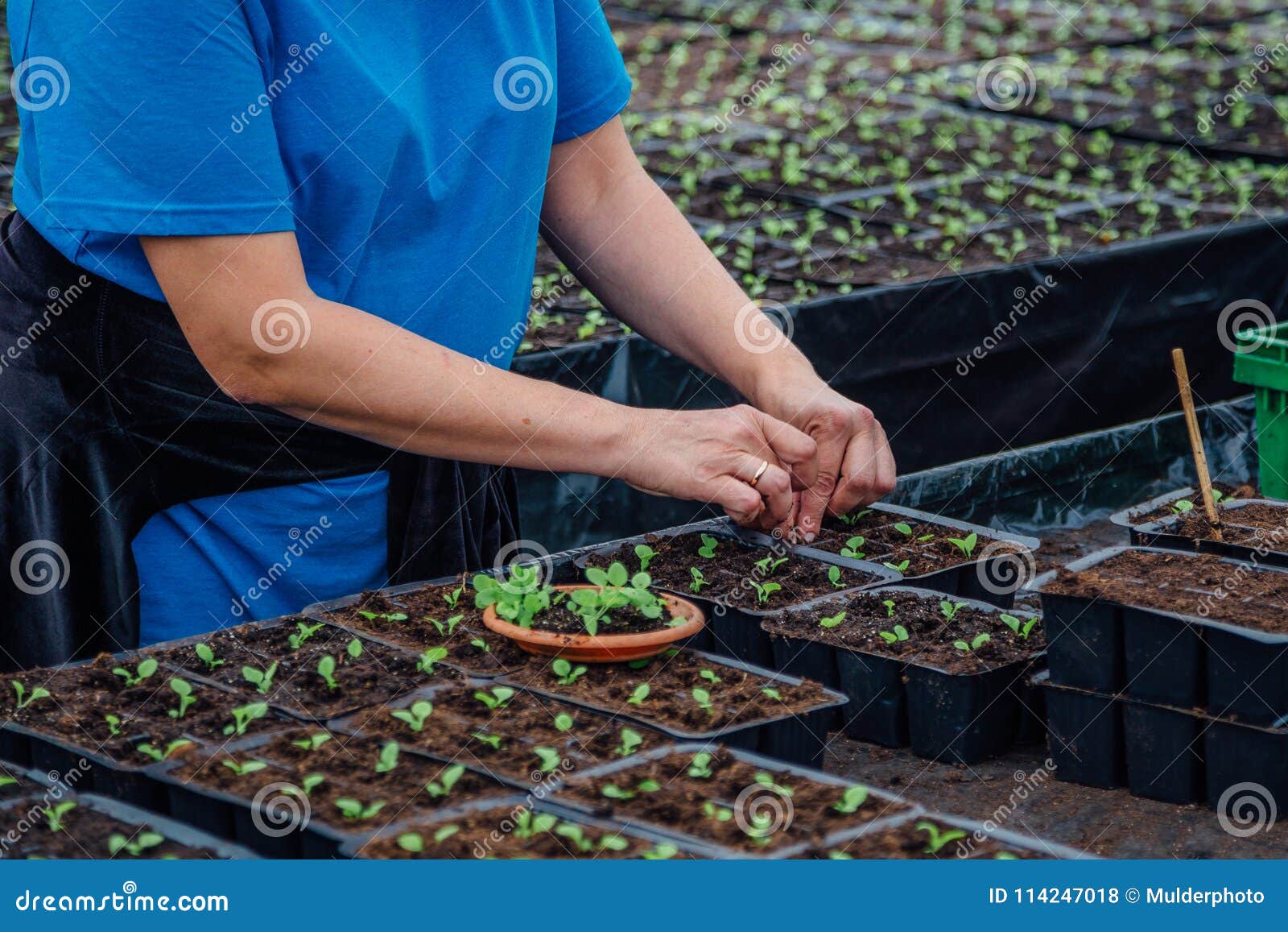 Planting Seedlings into Pots Stock Photo Image of green, beginnings