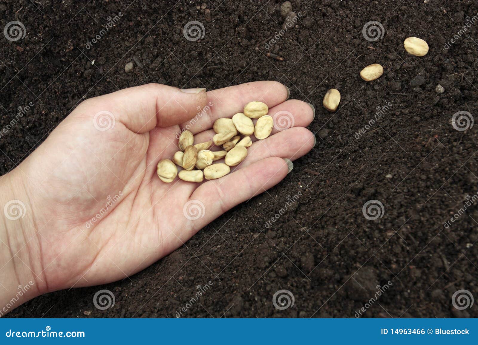 Planting Seeds in Prepared Soil Stock Photo Image of crop, food 14963466