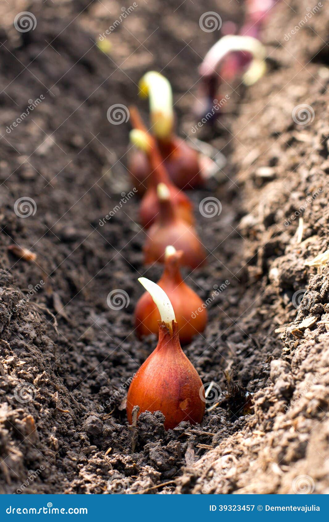 Planting Shallot (mall Onions) Stock Image Image of soil, garden