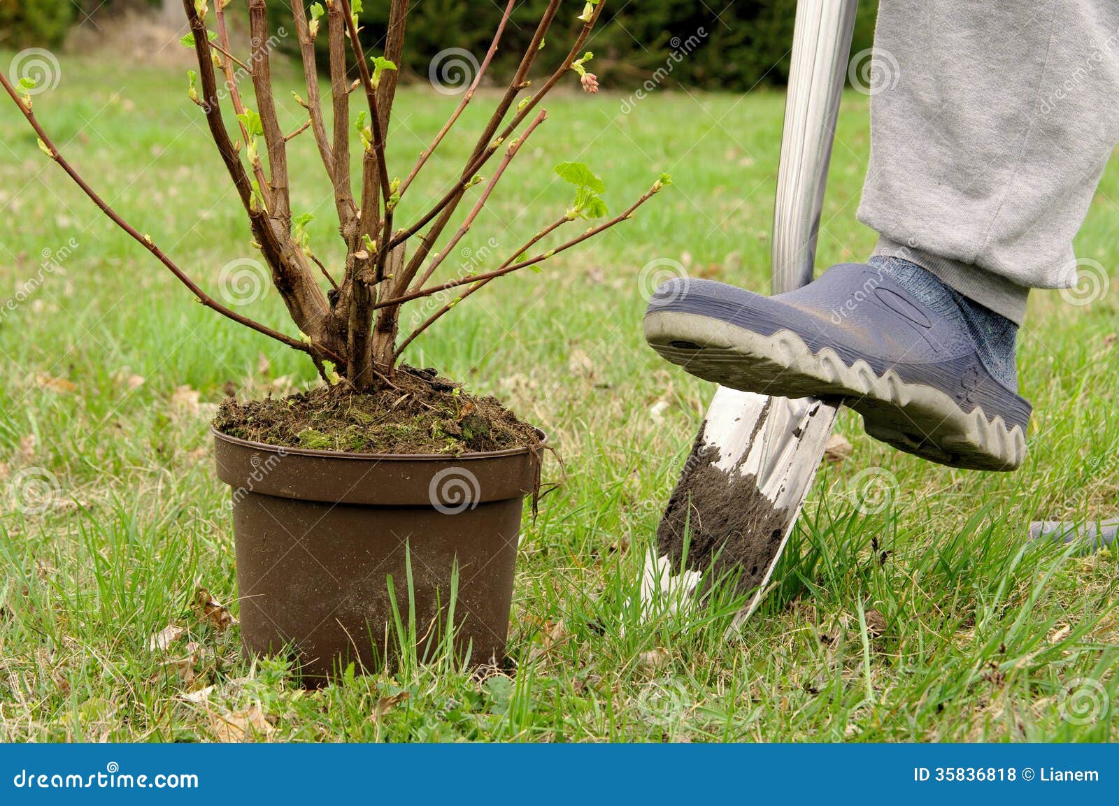 Planting a shrub stock photo. Image of shovel, potting 35836818