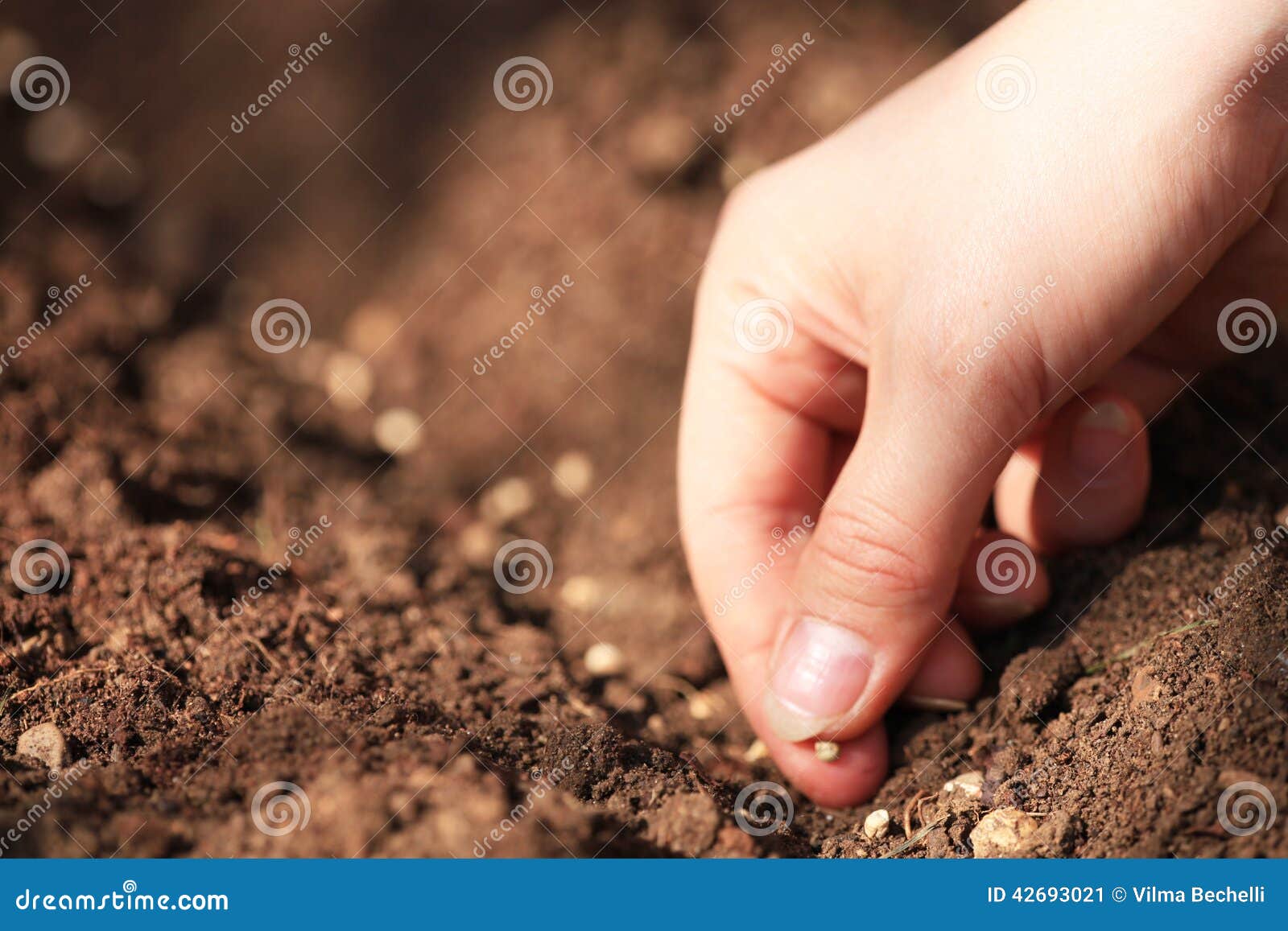 planting spinach seeds