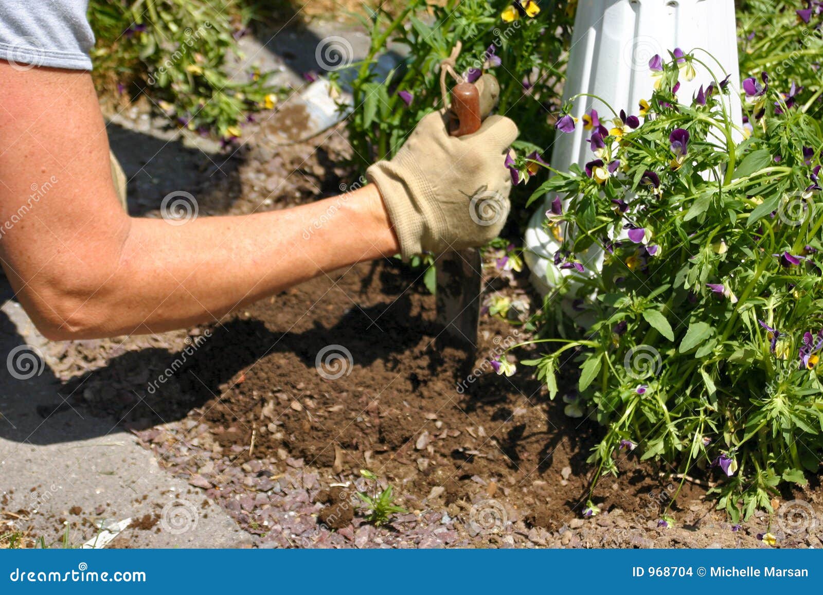 planting spring flowers