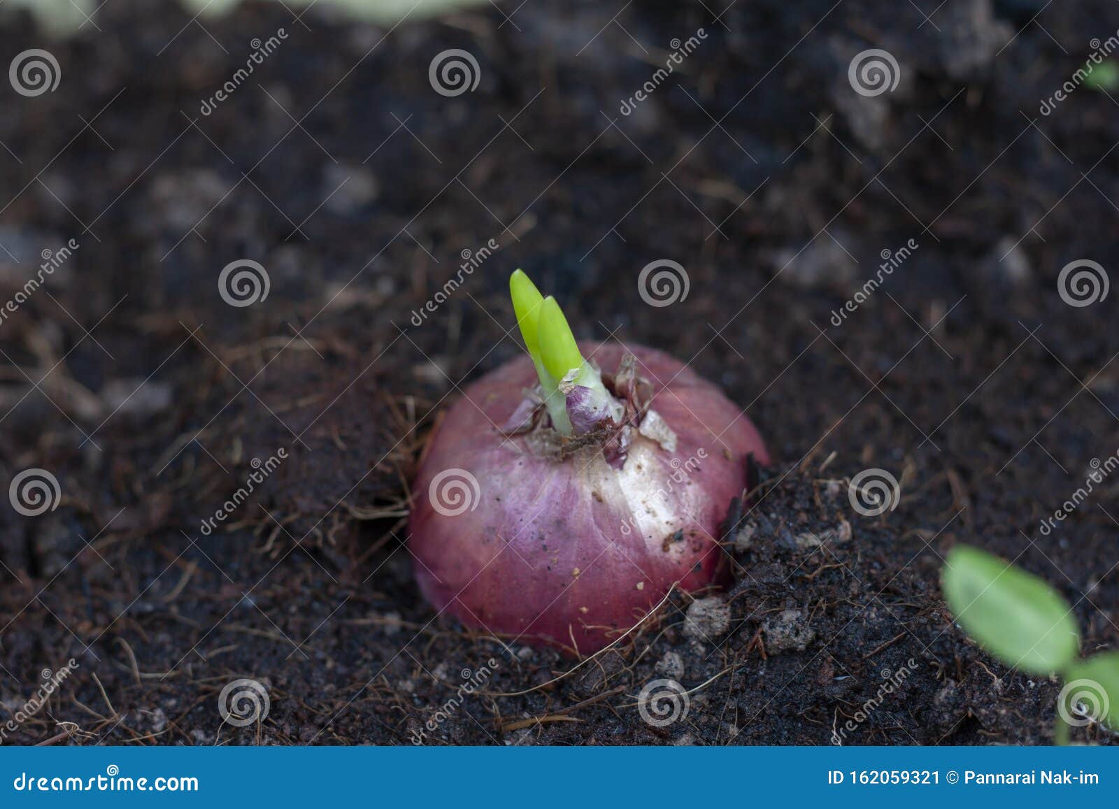 Bunch of shallots stock photo. Image of plant, shallot - 31223948