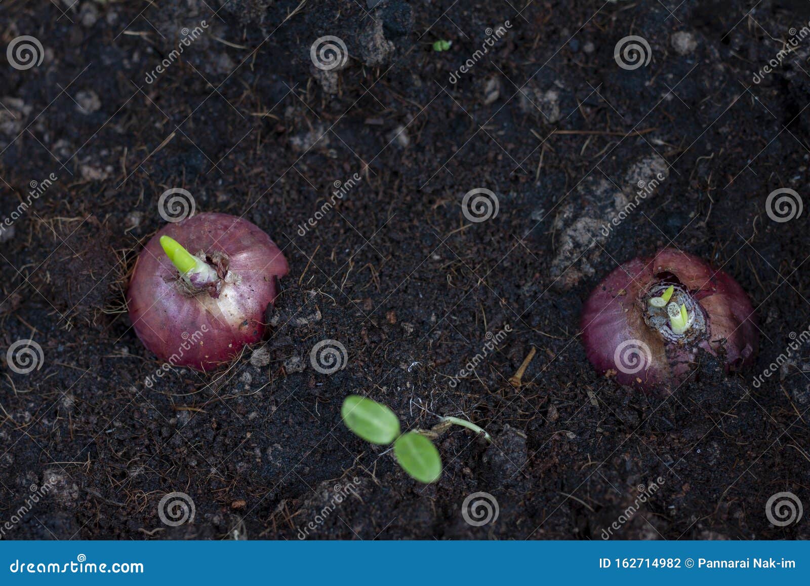 Planting Spring Onion by Shallot. Stock Photo Image of herb, natural