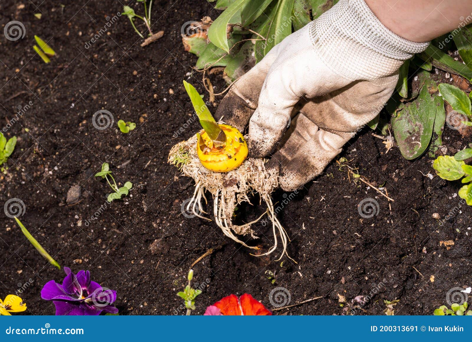 Planting Sprouted Gladiolus in Open Ground. Hand in a White Glove Stock Image Image of green