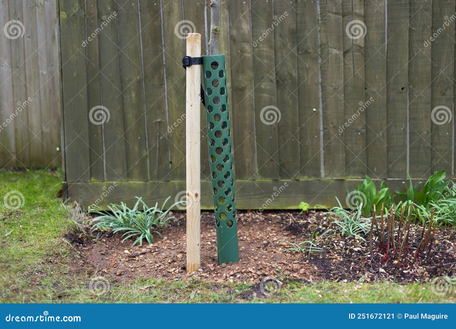 Planting Tree in Garden with Stake and Tree Guard, UK Stock Image