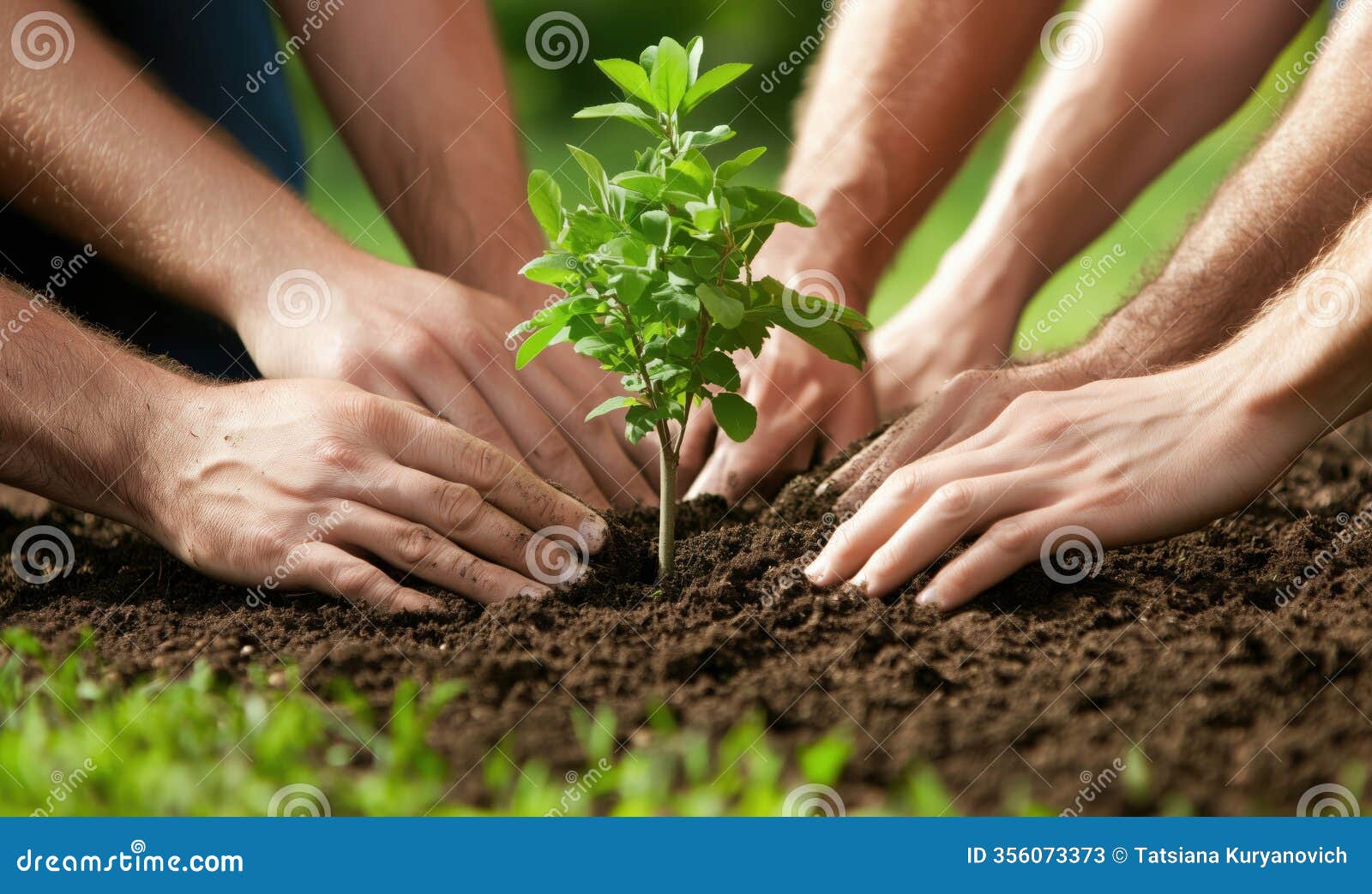 planting tree with hands, teamwork in gardening, nurturing environment, community effort, green initiative