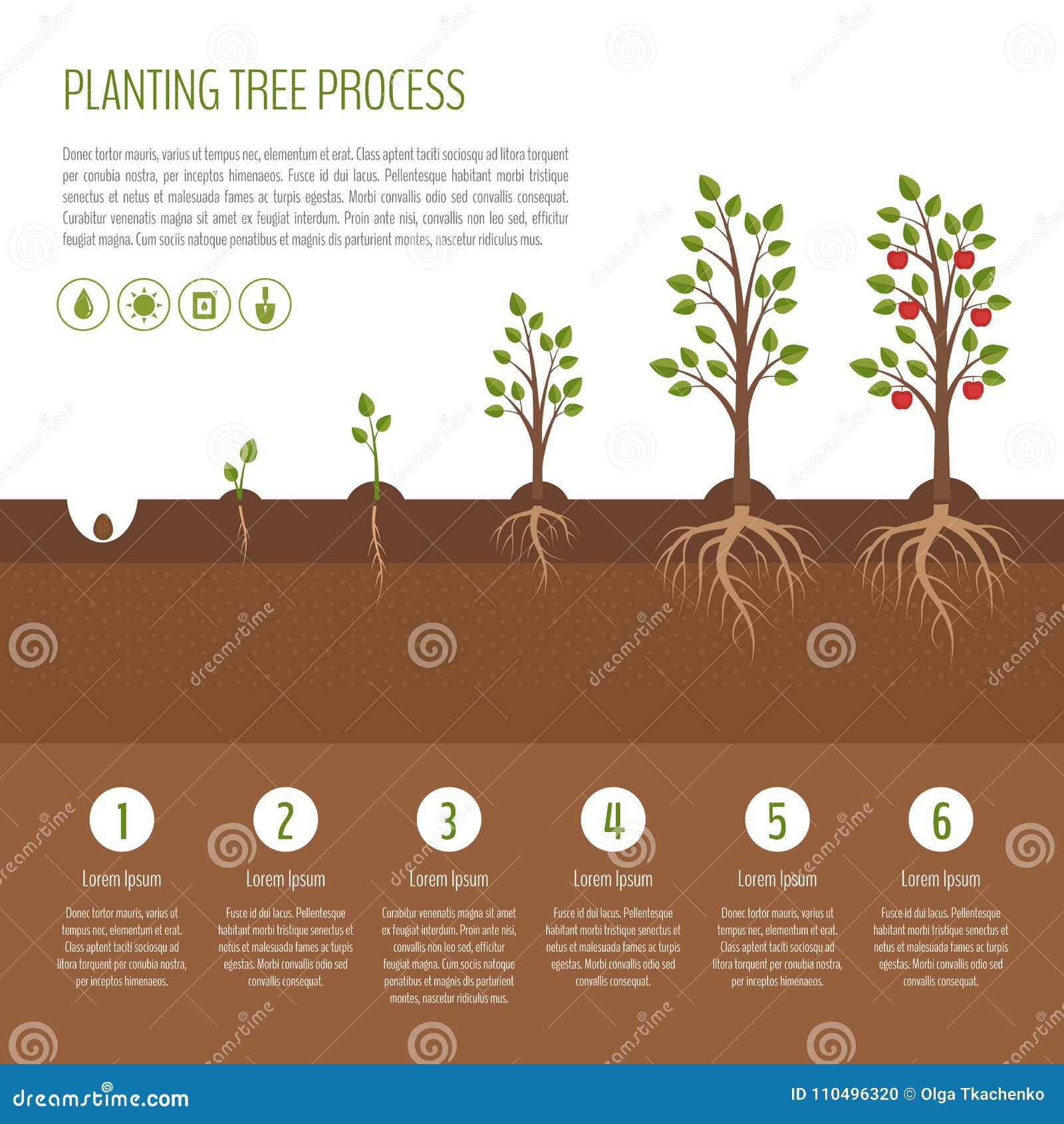 Planting Tree Process Infographic Apple Tree Growth Stages Stock planting-tree-process-infographic-apple-tree-growth-stages-stock