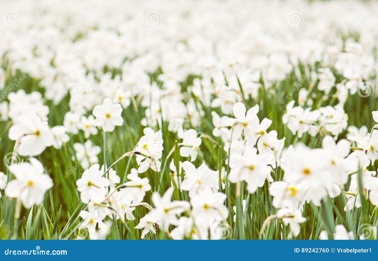 Planting White Daffodils, Spring Time Stock Photo Image of nature