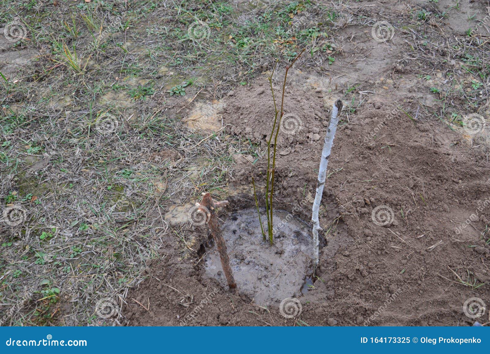 Planting Young Linden Seedlings in the Garden Stock Image Image of