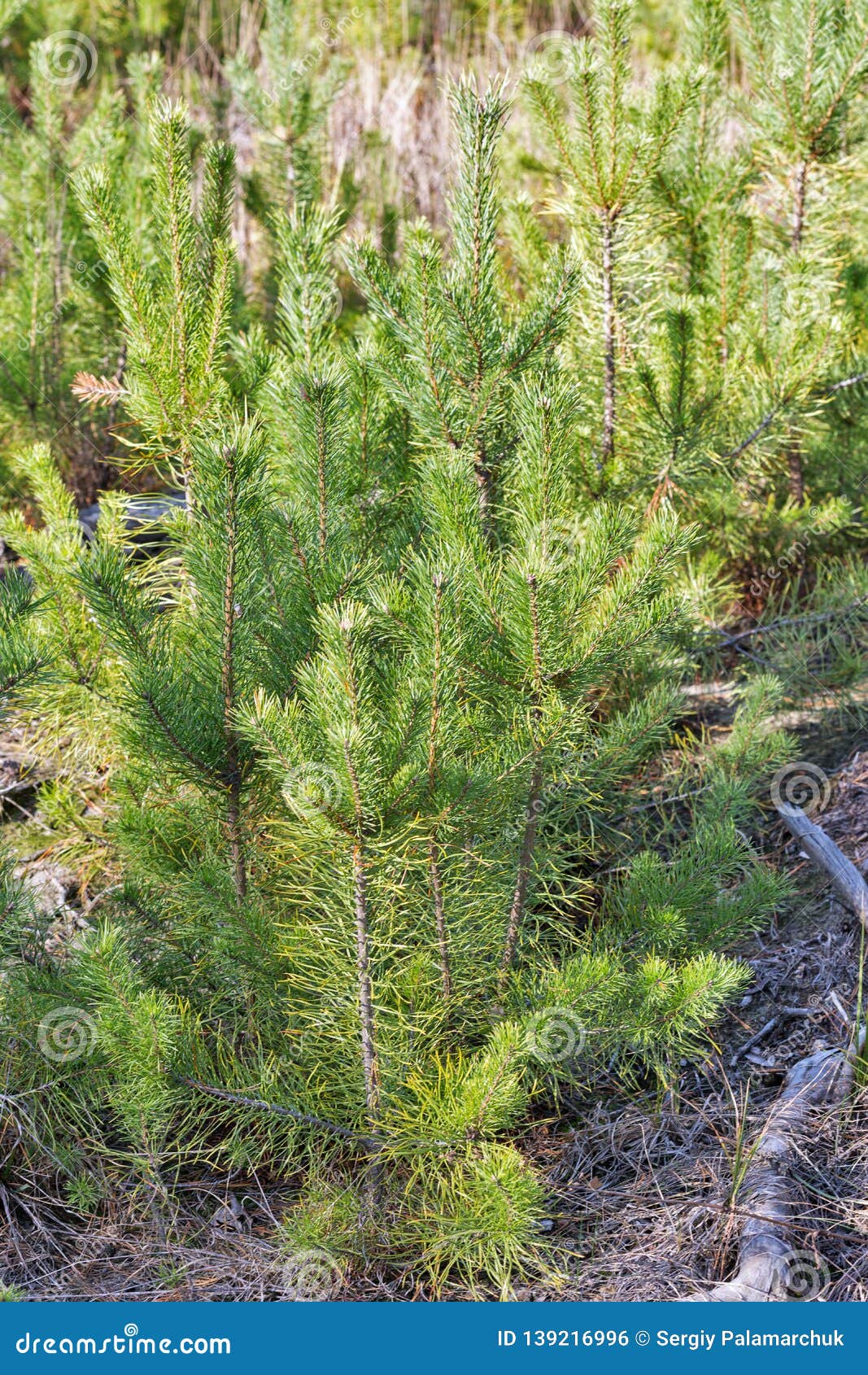 Planting Young Pine Trees in Pine Forest Stock Photo Image of closeup, coniferous 139216996