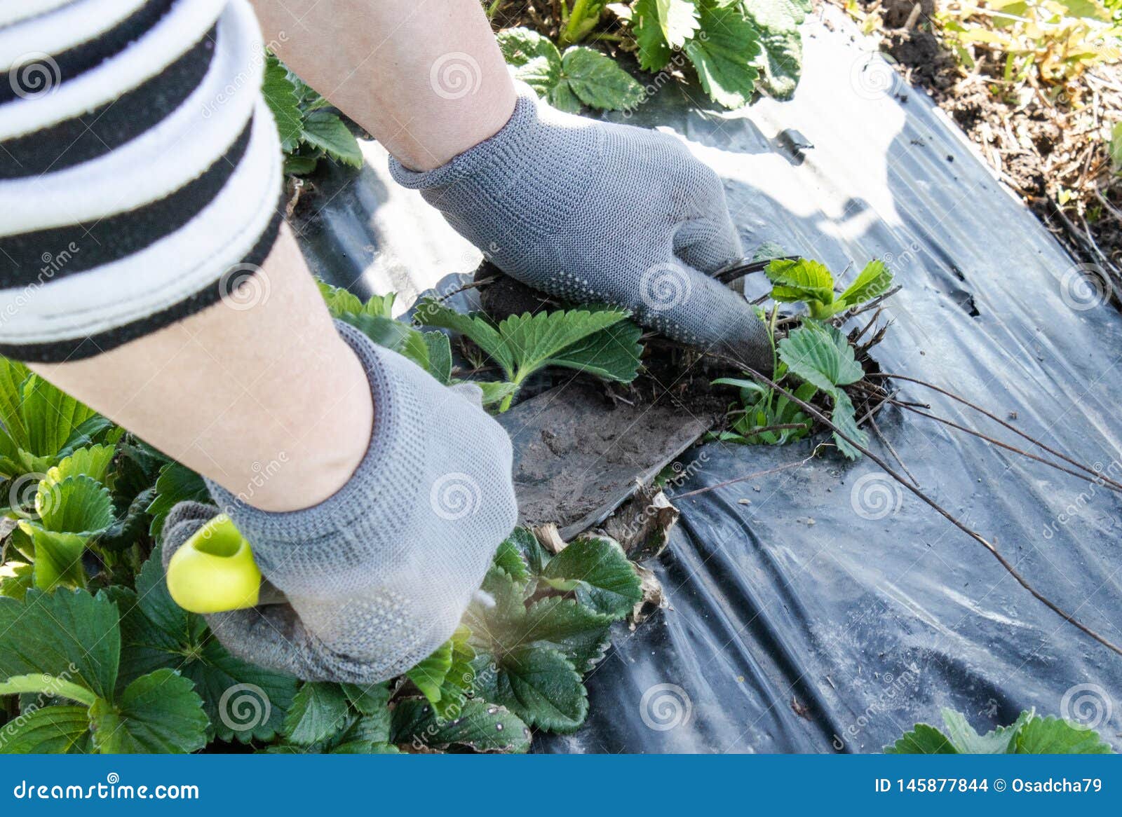 strawberry seedlings strawberry seedlings