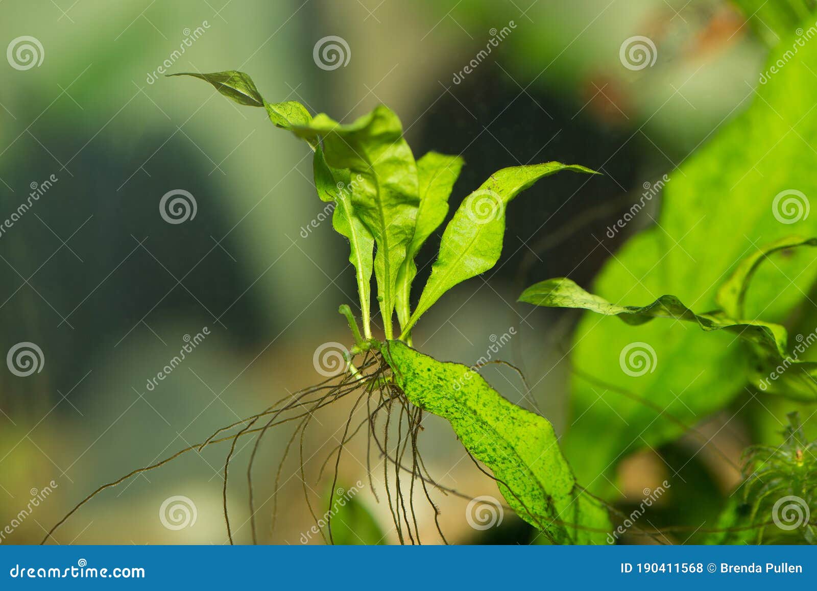 a java fern plantlet growing on the mother plant in aquarium