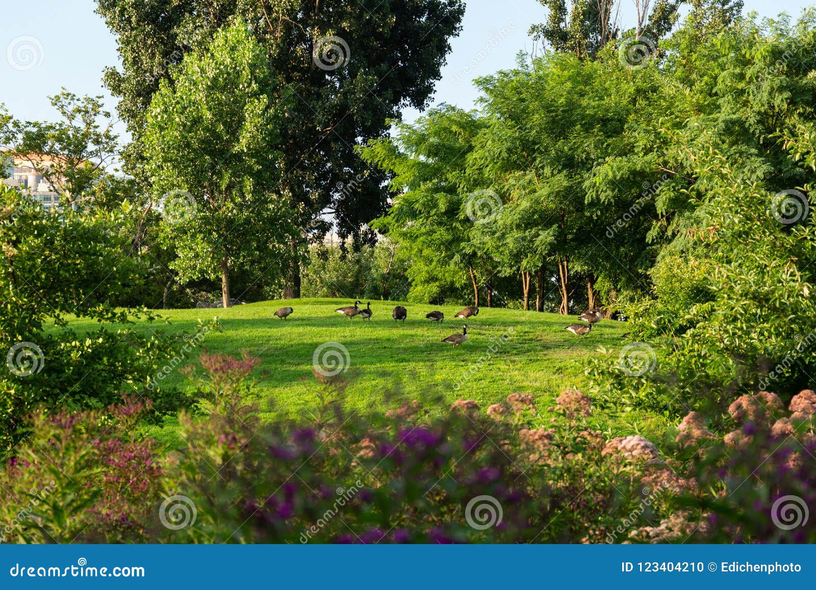 Plants and Animals in Park on Roosevelt Island New York City Stock Photo -  Image of bird, outdoor: 123404210