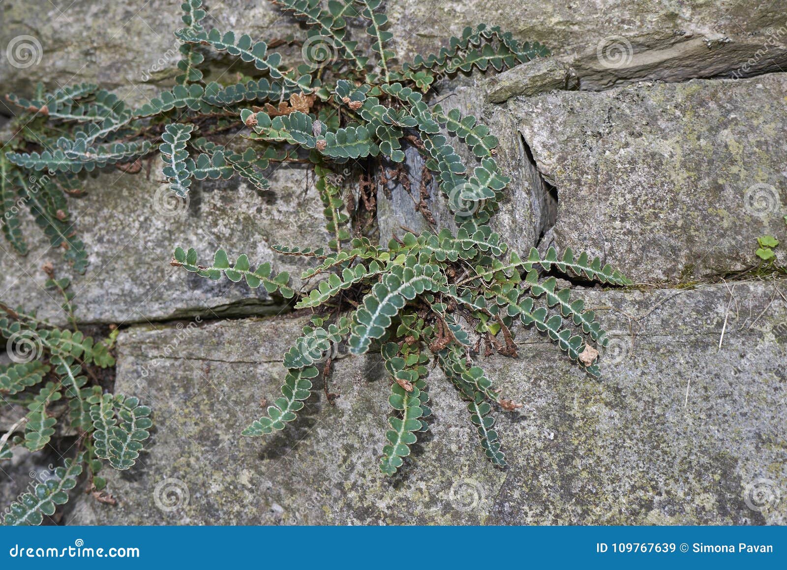 asplenium ceterach, fern