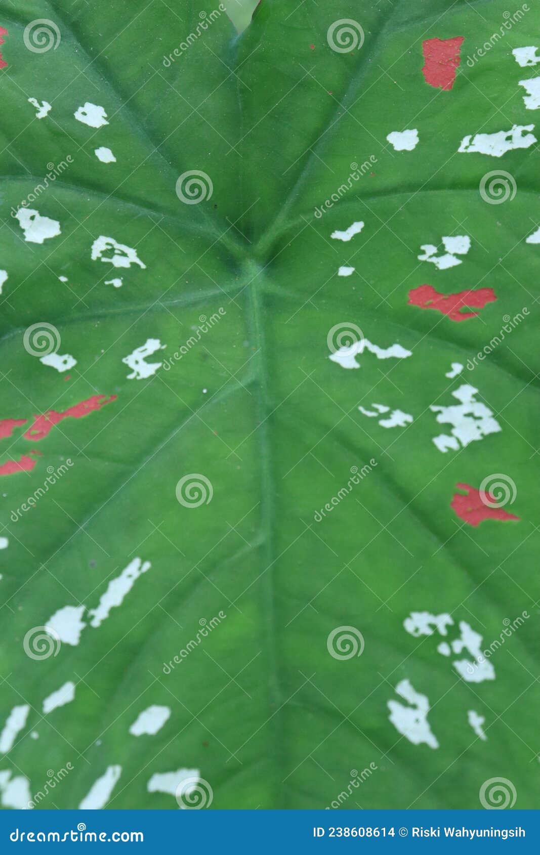plants belonging to taro lobs grow wild on plantations have leaf patterns with white and pink patches