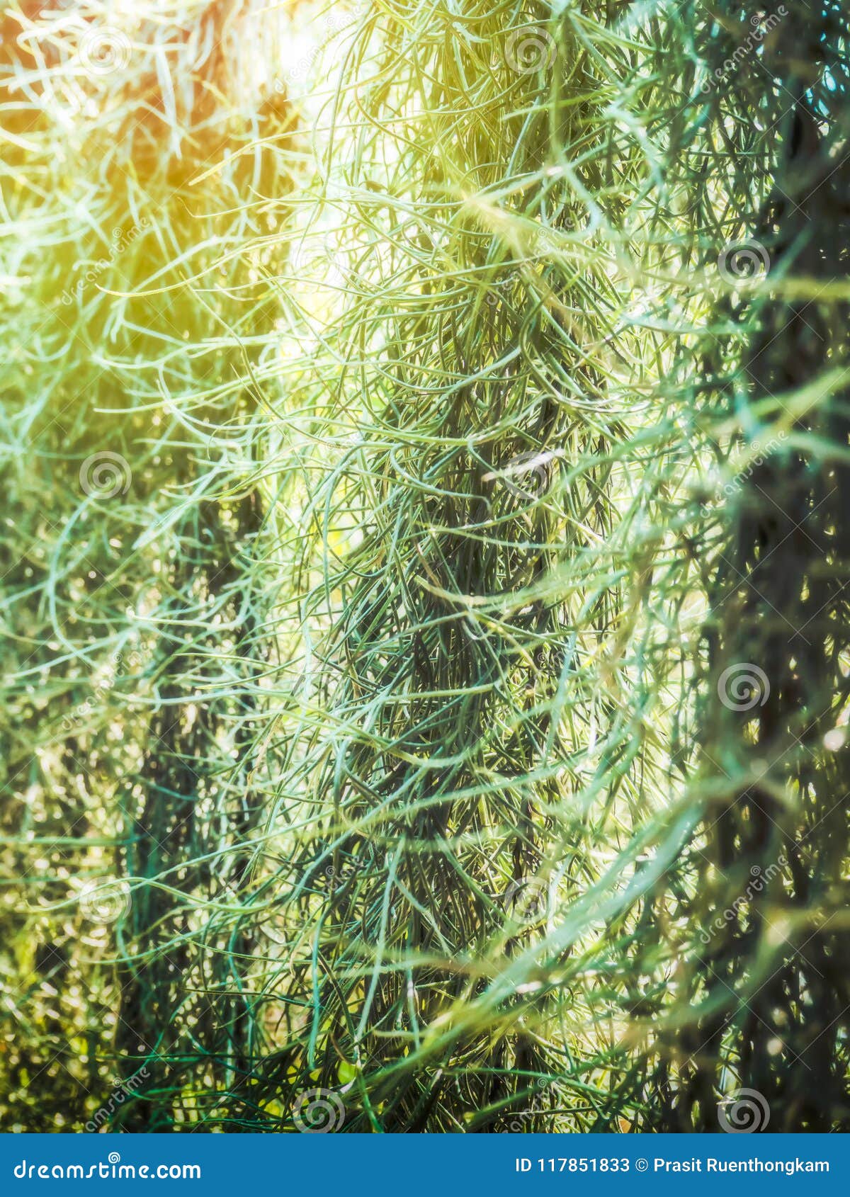 Branches of Spanish Moss Hanging Down. Stock Image Image of spanish