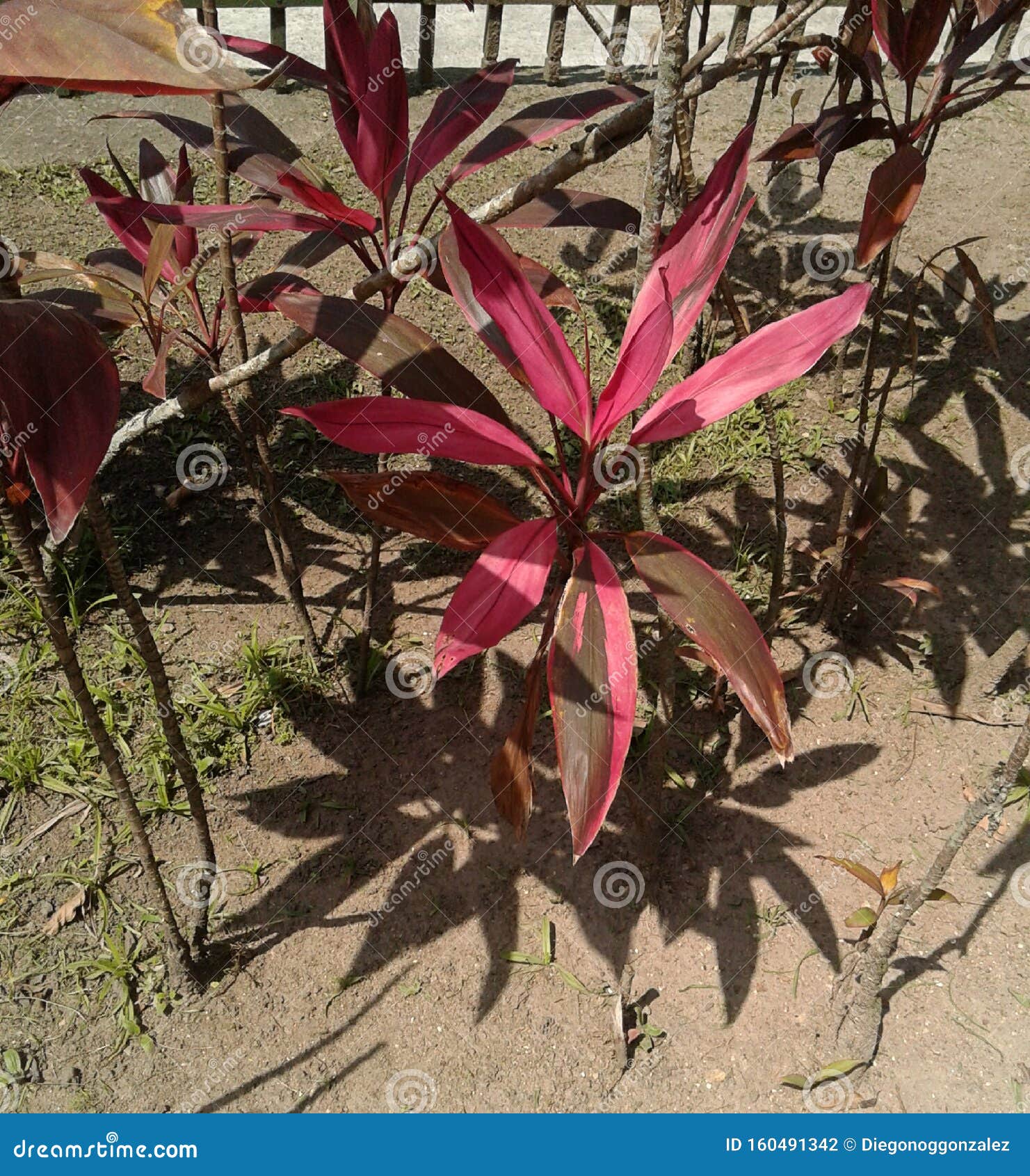 plants in catacumba park lagoa rodrigo de freitas rio de janeiro brazil.