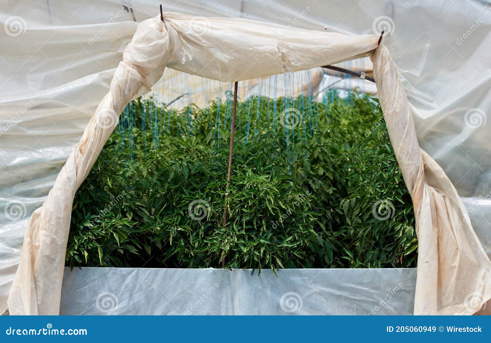 Plants Covered with Plastic Film in a Greenhouse Stock Image Image of