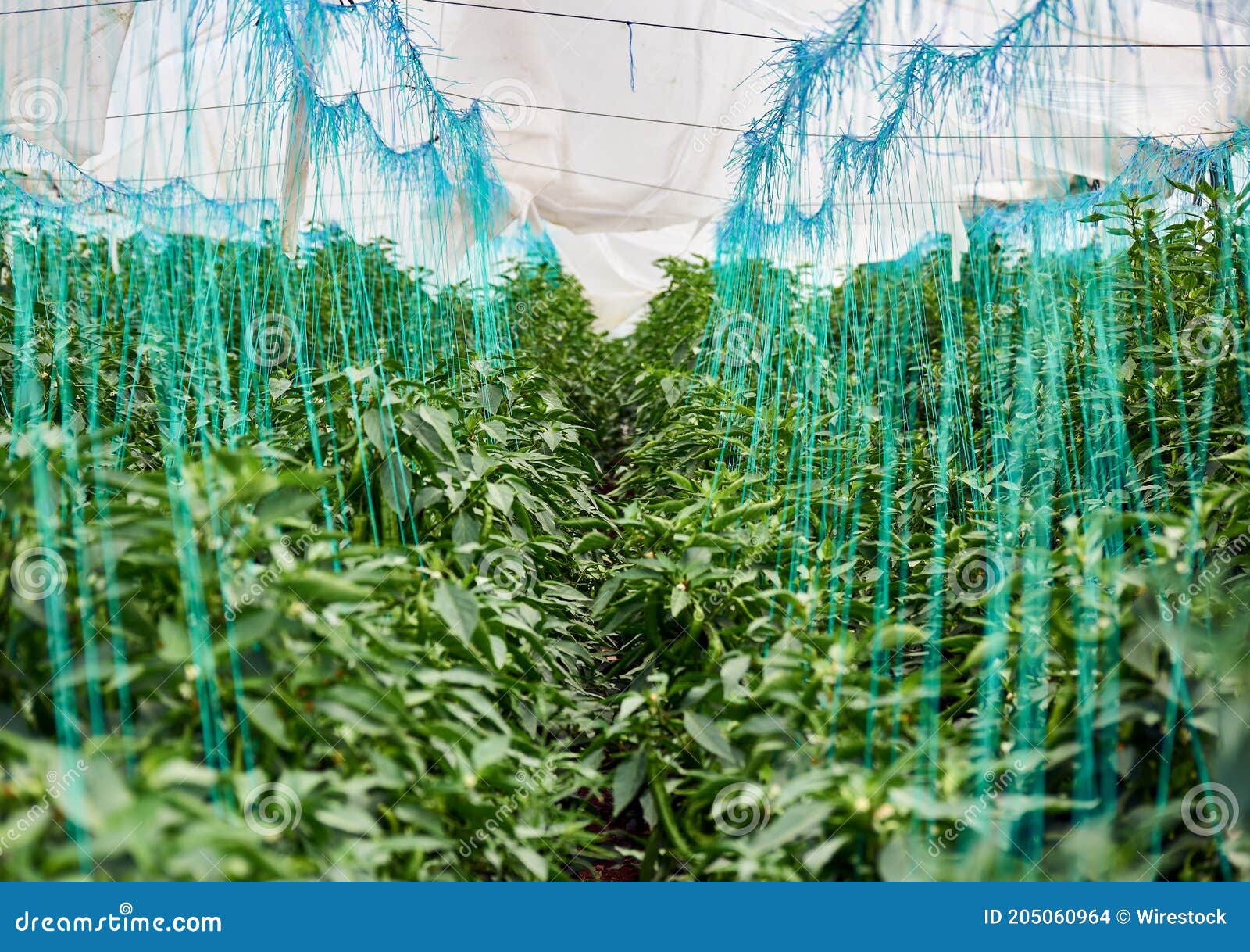 Plants Covered with Plastic Film in a Greenhouse Stock Photo Image of