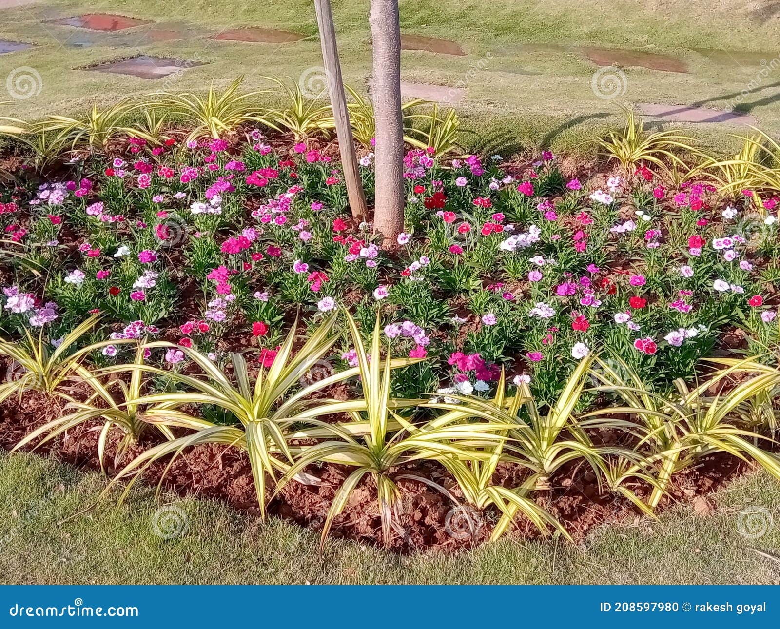 plants dientes tree