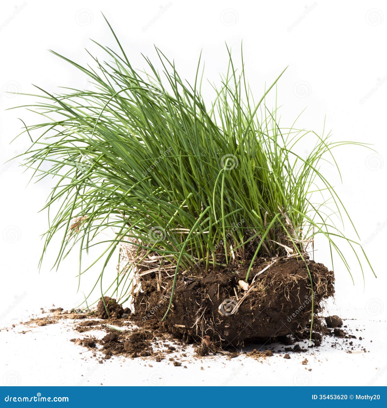 Plants and Dirt in Studio stock photo. Image of grass 35453620