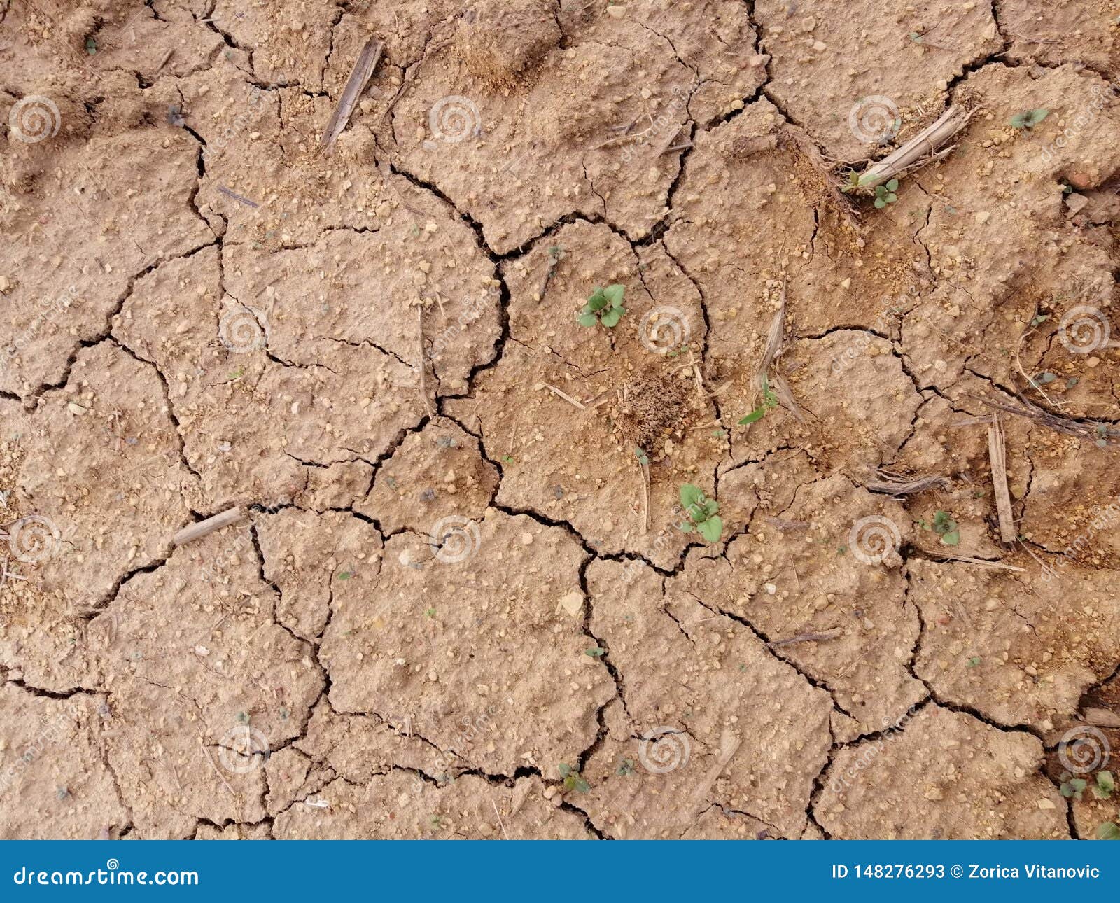 Plants in dry soil stock image. Image of soil, plants 148276293