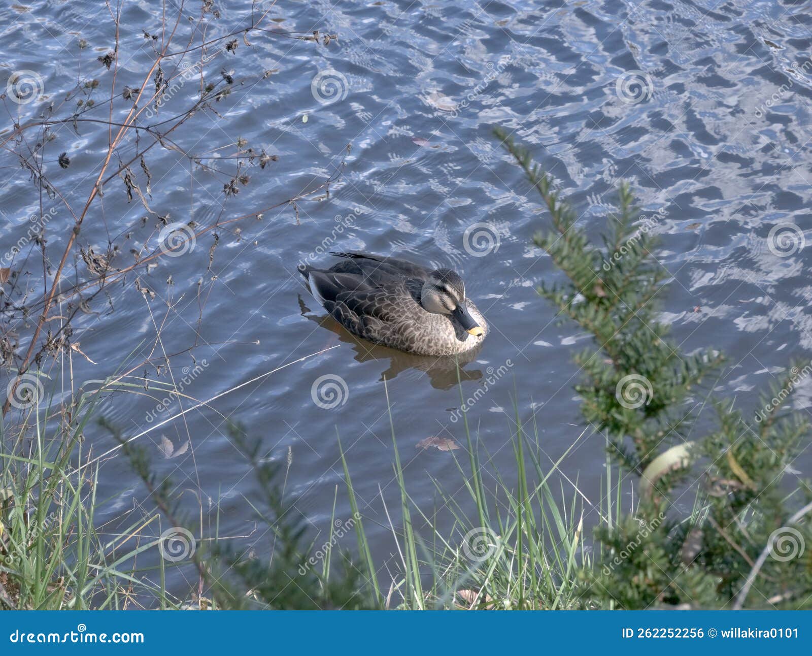 Plants and a duck stock photo. Image of plants, animal 262252256
