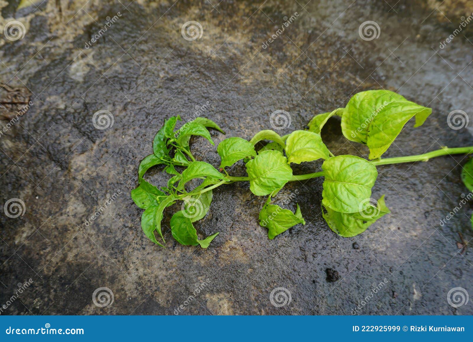 Plants Falling on the Ground Stock Image Image of falling, produce