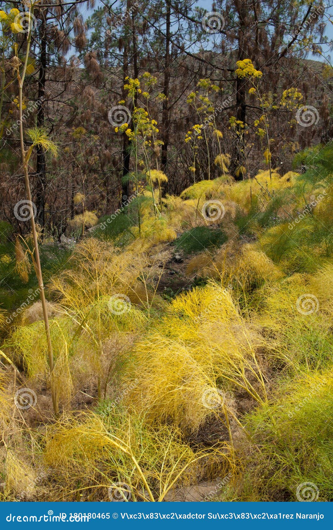 plants of ferula linkii in flower in the nublo rural park.