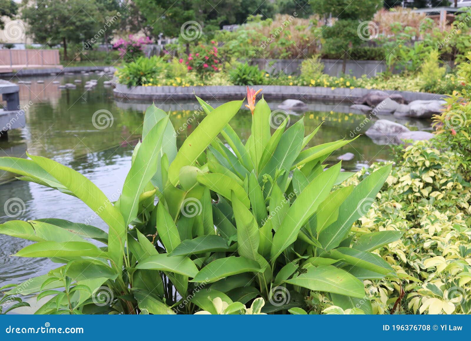 A Plants and Flower Bed at the Park, Hong Kong Stock Photo Image of