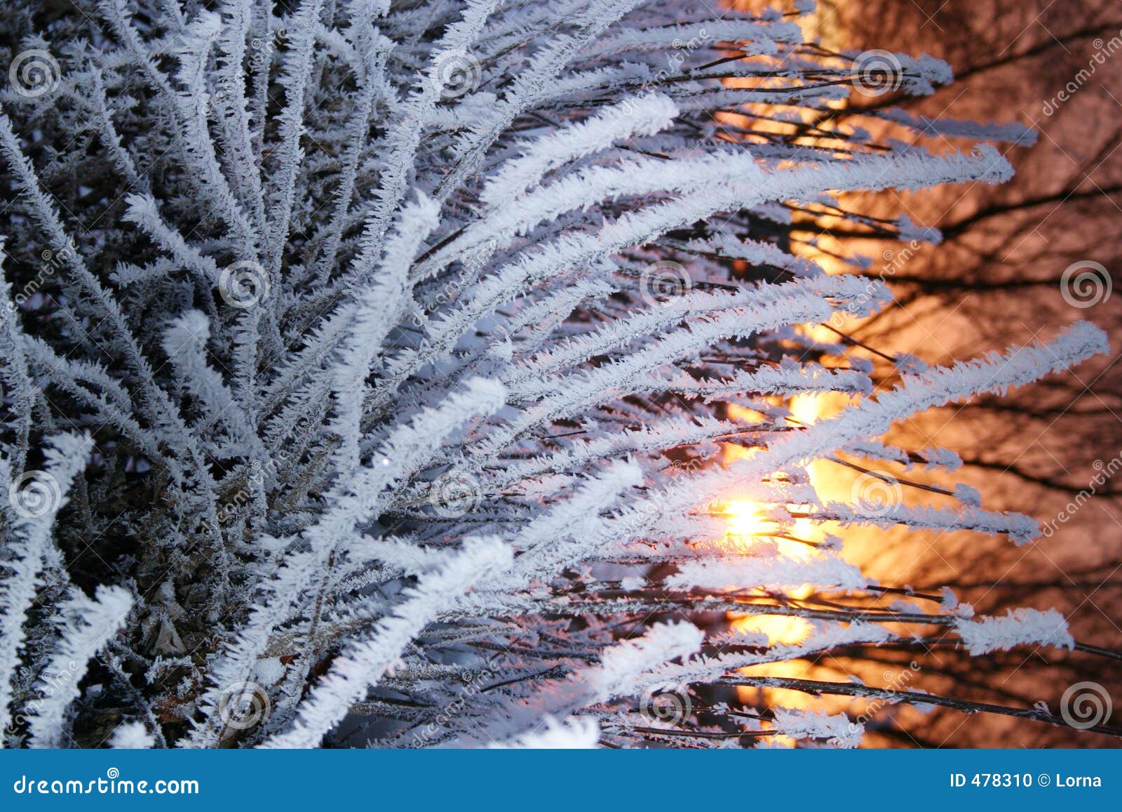 plants frost sunset
