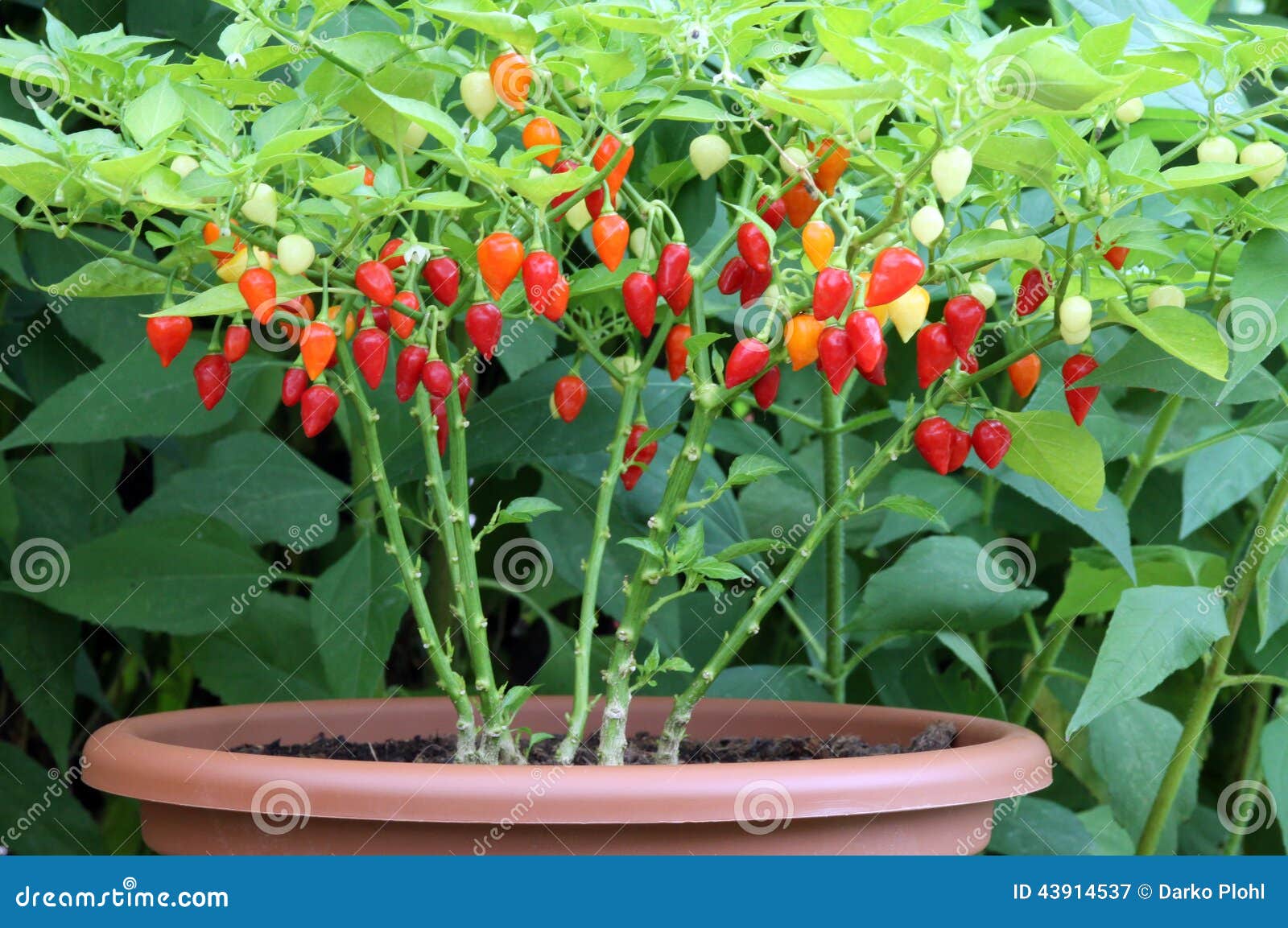 plants and fruit chilli peppers in a flower pot