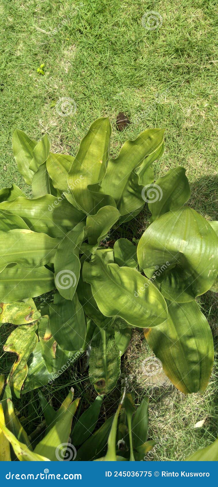 Plants in the Garden in the Hot Sun Stock Image Image of green, fruit