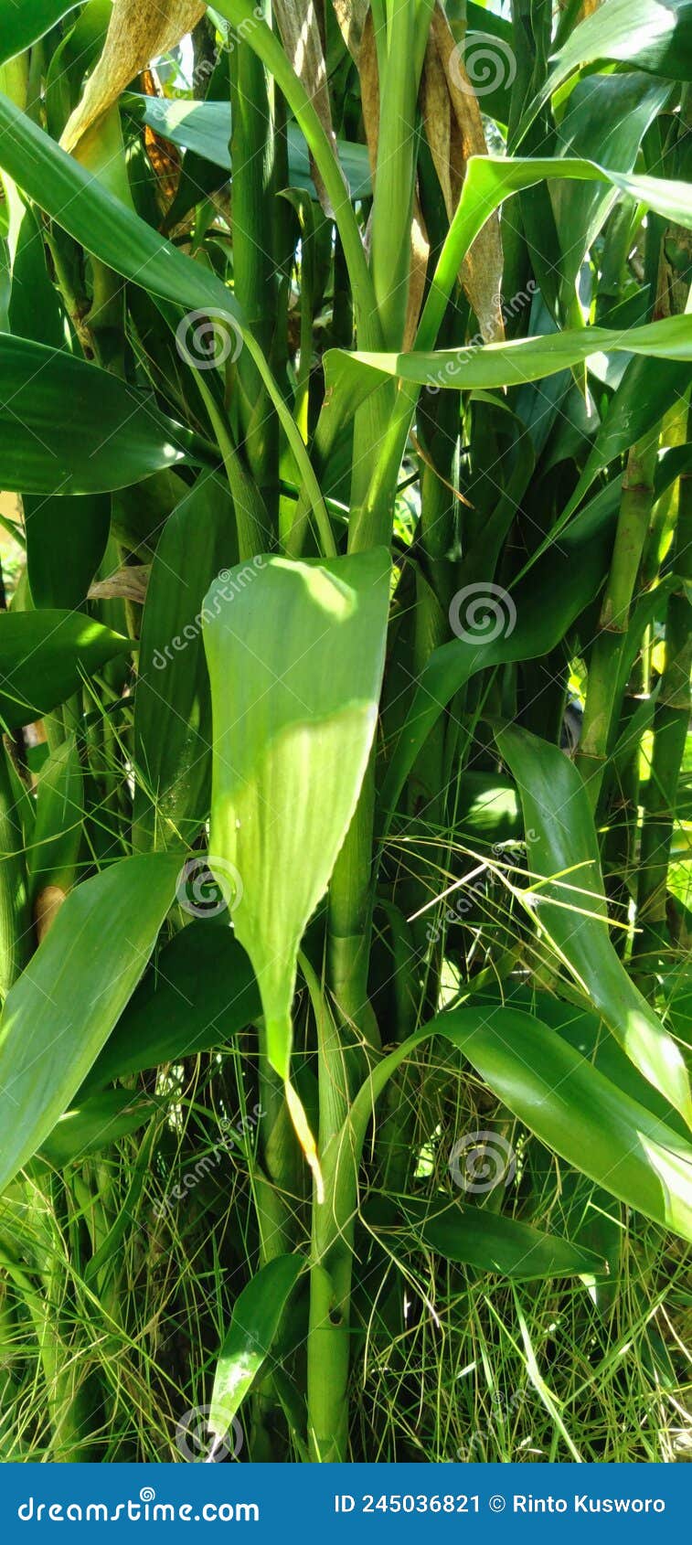 Plants in the Garden in the Hot Sun Stock Image Image of lawn