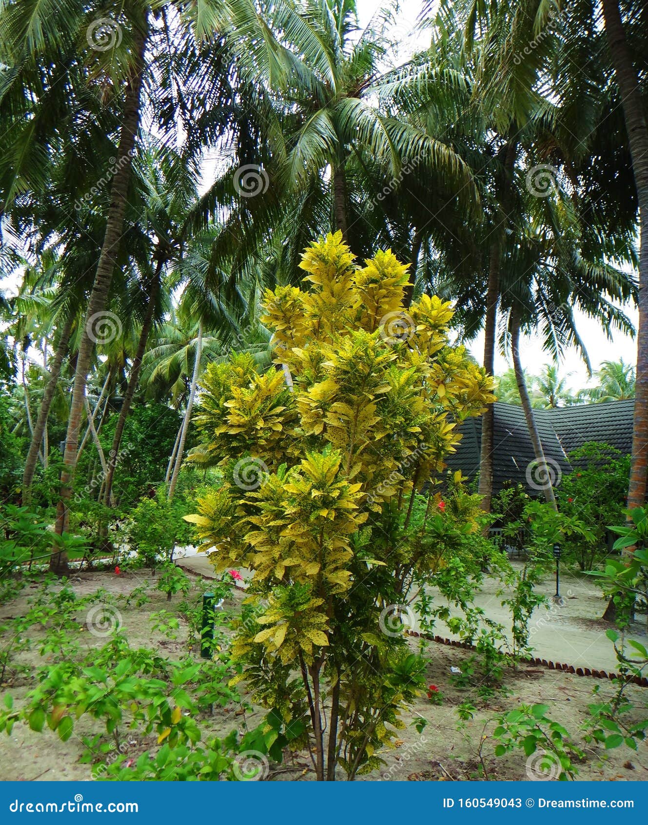 Plants in Garden, Maldives Islands Stock Image Image of nature