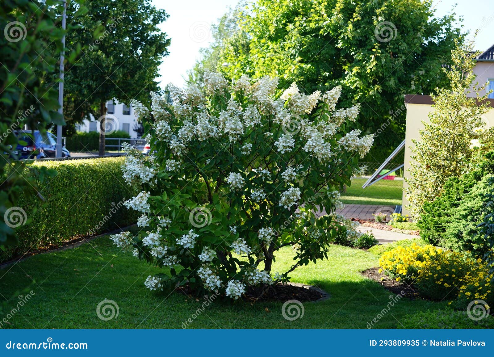 Hydrangea Paniculata Blooms in August. Berlin, Germany Stock Image