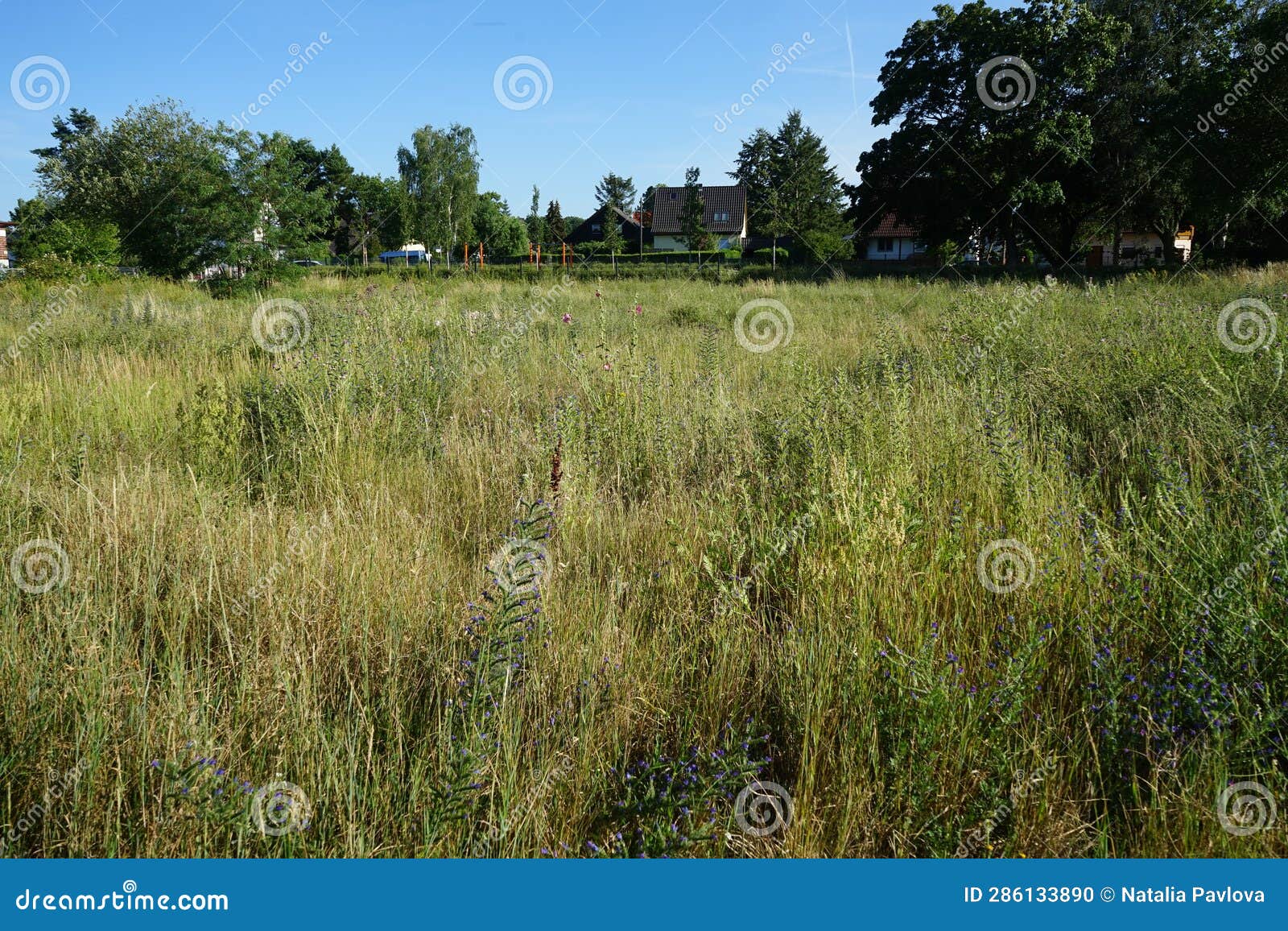Meadow Flowers Bloom in the Meadow in July. Berlin, Germany Stock Photo