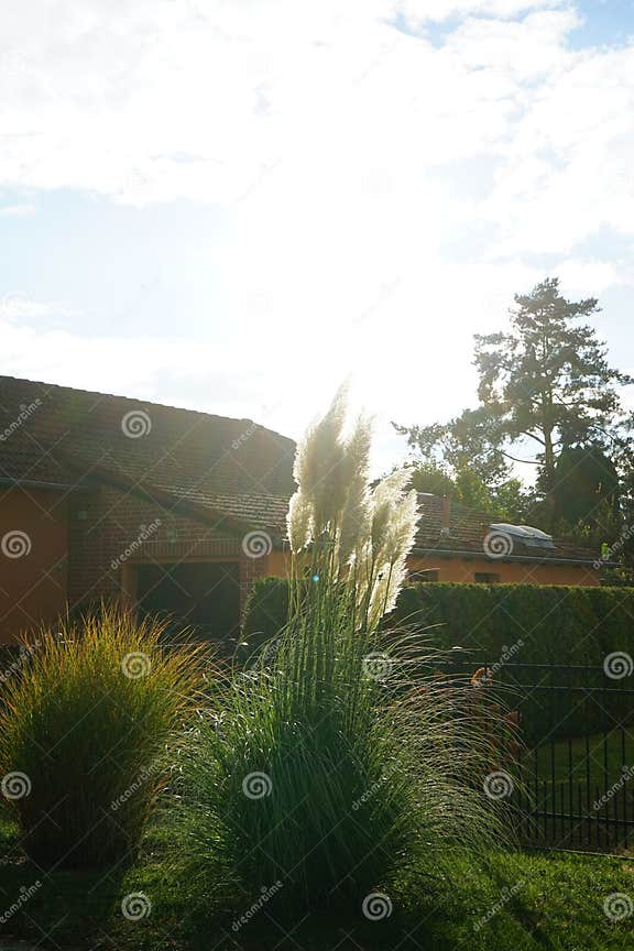 Ornamental Grasses Miscanthus Sinensis and White Pampas Grass