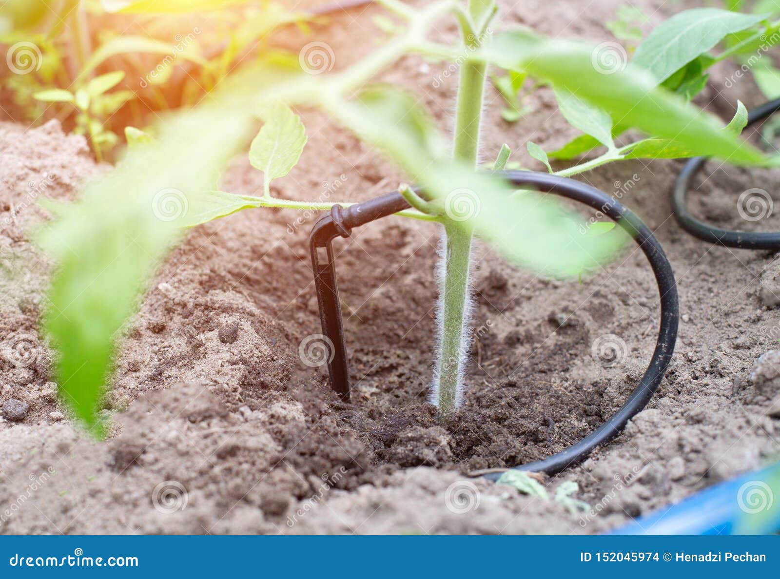 Plants Get Water Using Modern Irrigation System Drip Irrigation