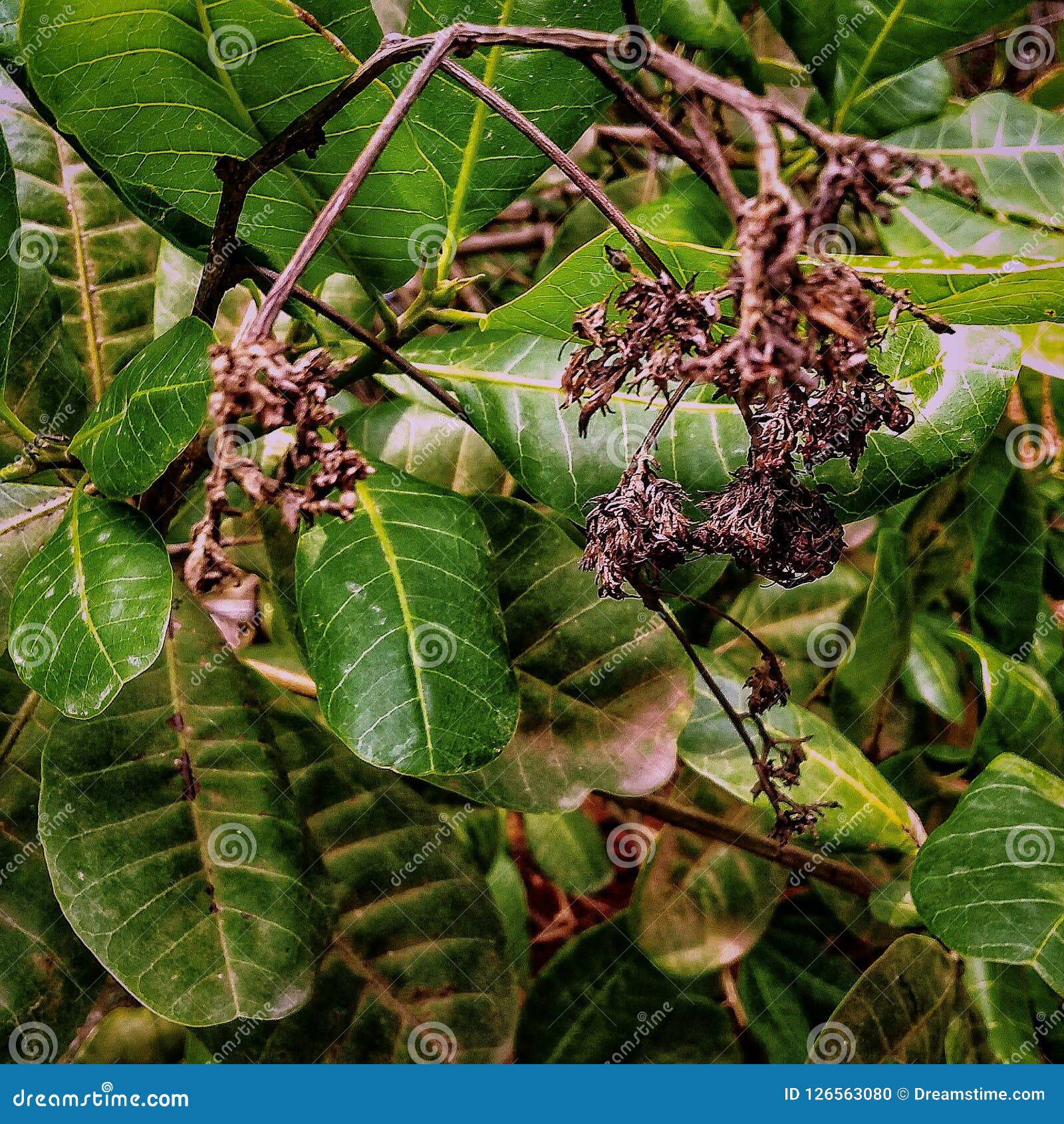 Plants in Goa stock photo. Image of plant, leaf, plants 126563080