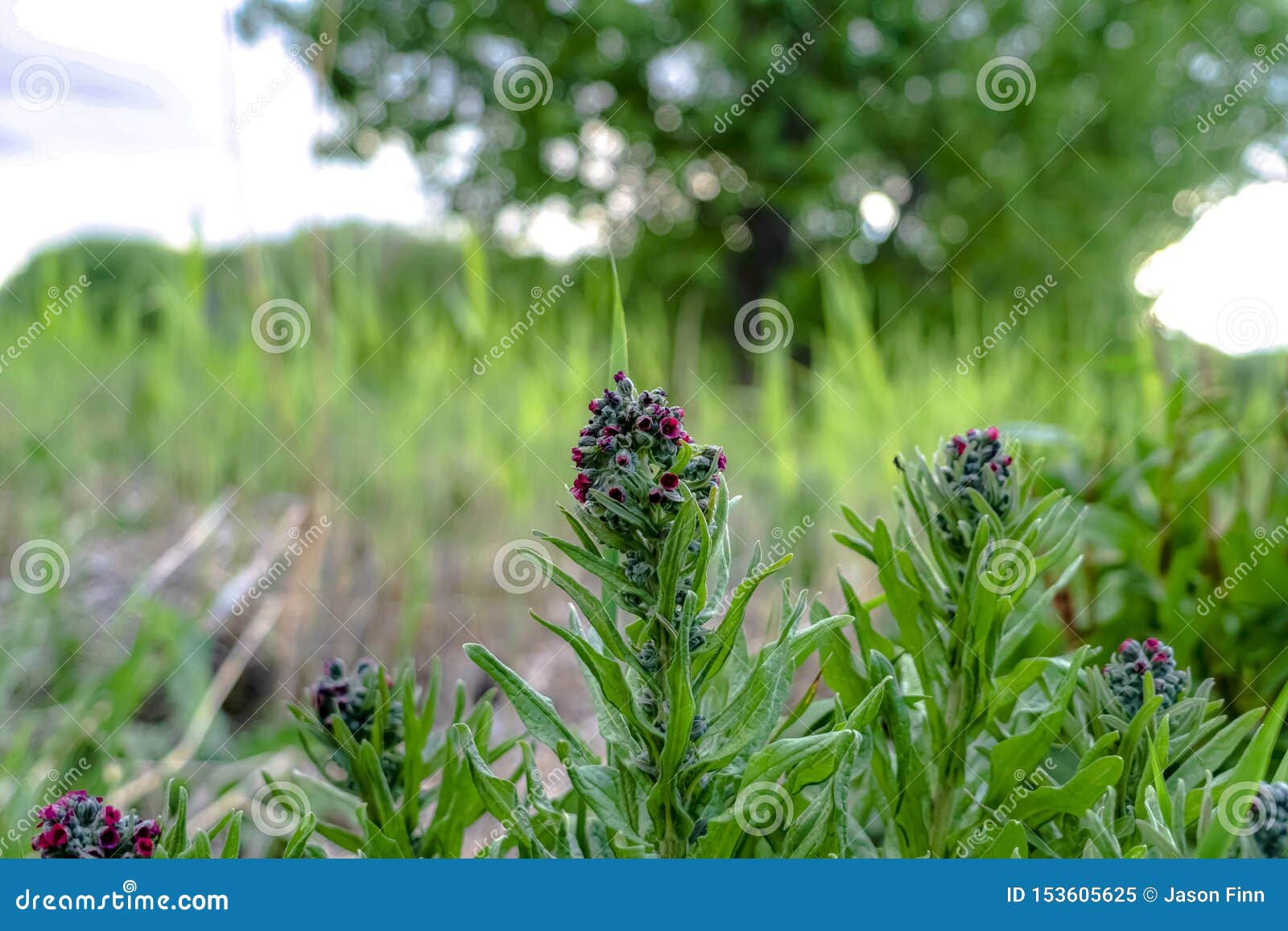 growing up wilderness growing up wilderness