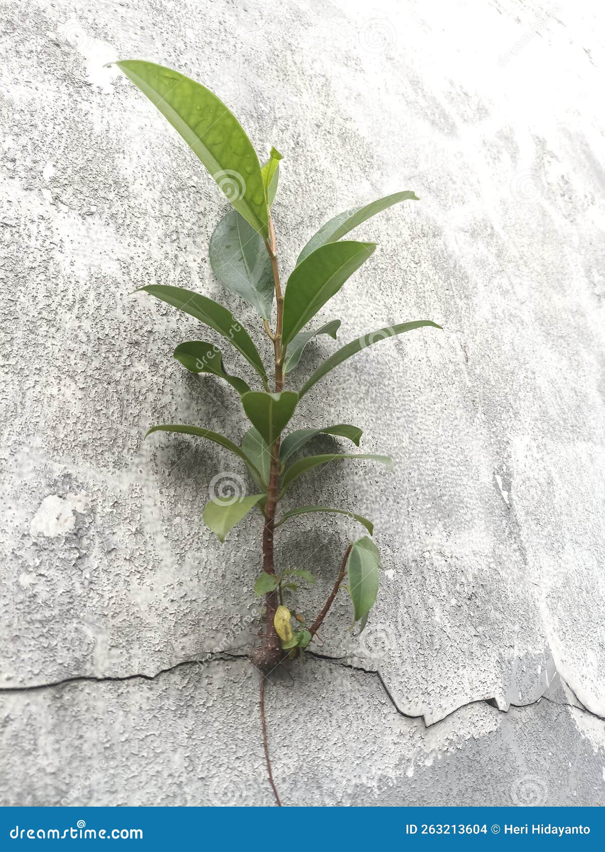 Plants with Green Leaves Growing on the Wall Stock Photo Image of