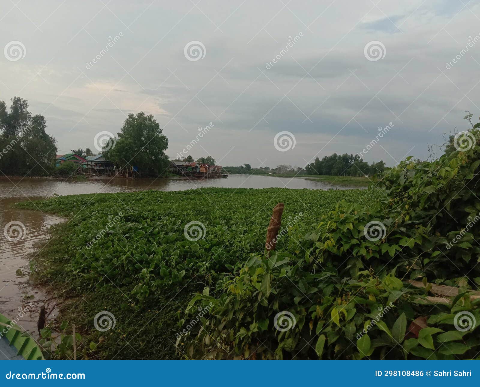Plants Grow Above the Green and Many Rivers? Stock Photo Image of
