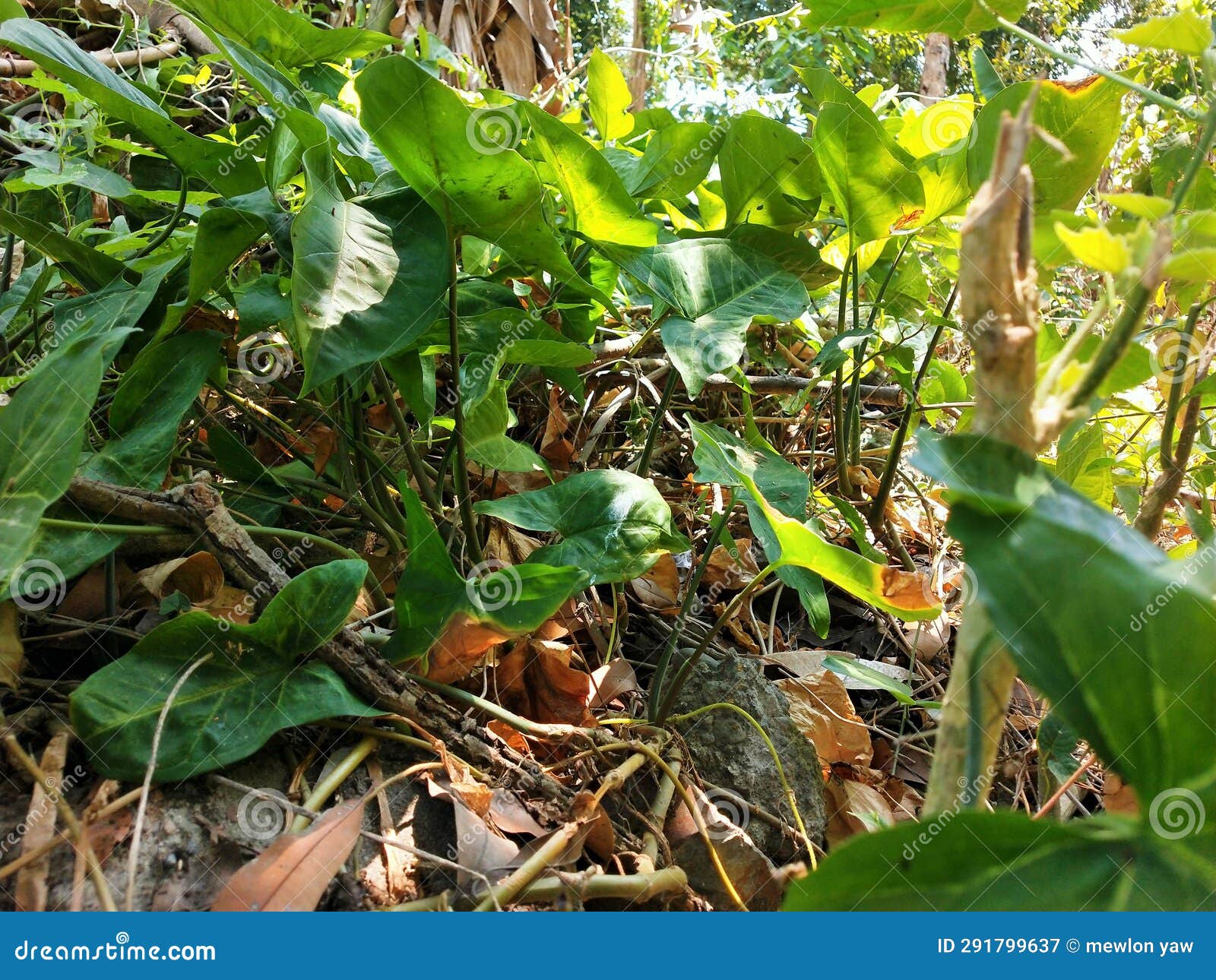 Plants grow anywhere editorial photography. Image of tall 291799637