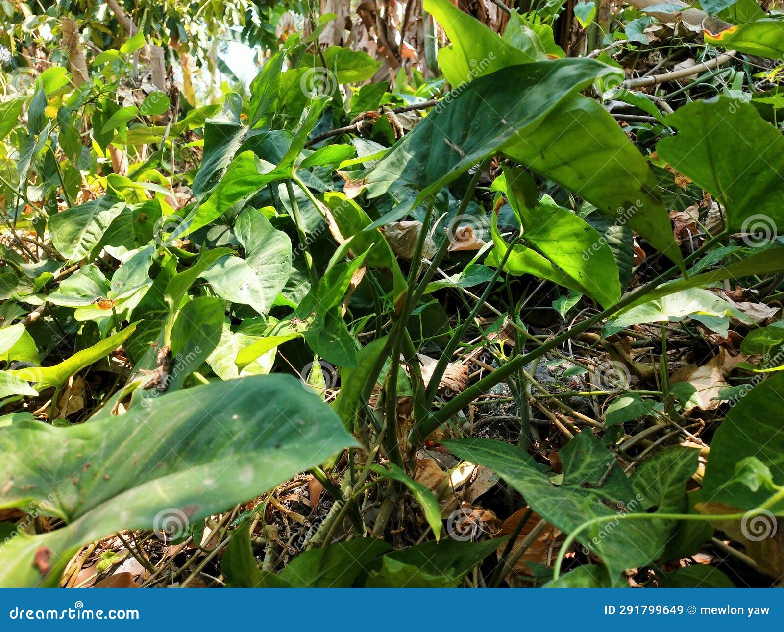Plants grow anywhere editorial stock image. Image of long 291799649