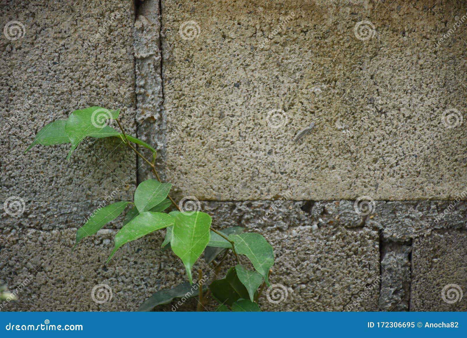 Plants that Grow on the Cement Wall Stock Image Image of adversity