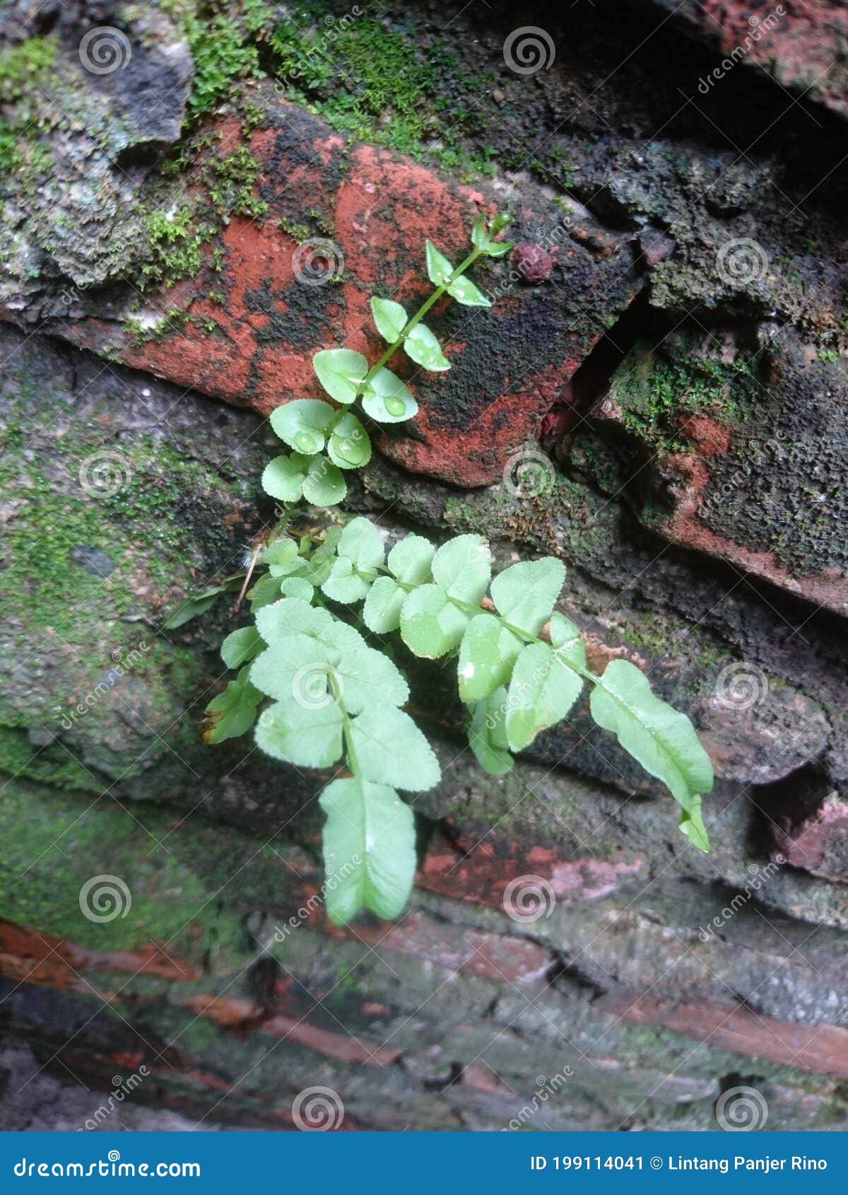 Plants that Grow on Damp Walls Stock Image Image of jungle, plants 199114041
